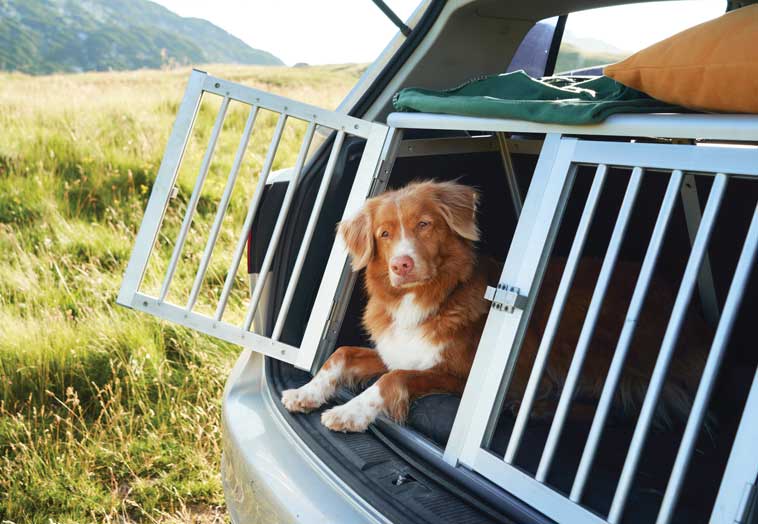 Kennel per auto