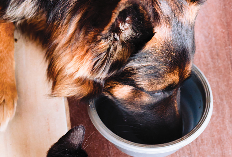 Cane con allergie e intolleranze alimentari