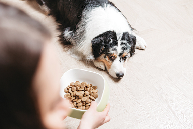 intolleranze e allergie alimentari un cane che aspetta la sua ciotola