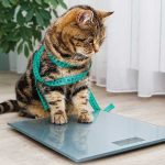 Il-controllo-del-peso-nel-cane-e-nel-gatto