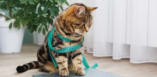 Il-controllo-del-peso-nel-cane-e-nel-gatto