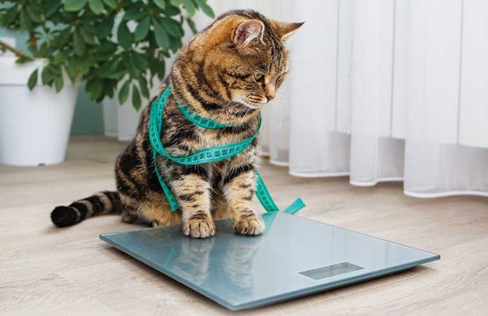 Il-controllo-del-peso-nel-cane-e-nel-gatto