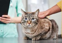 iStock-2219026354-cure-veterinarie-gatto-malato-fip