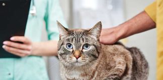 iStock-2219026354-cure-veterinarie-gatto-malato-fip