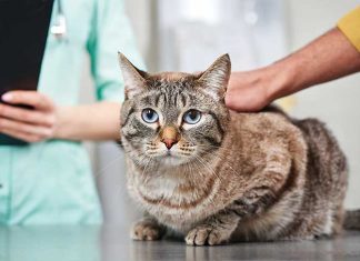 La FIP nel gatto iStock-2219026354-cure-veterinarie-gatto-malato-fip