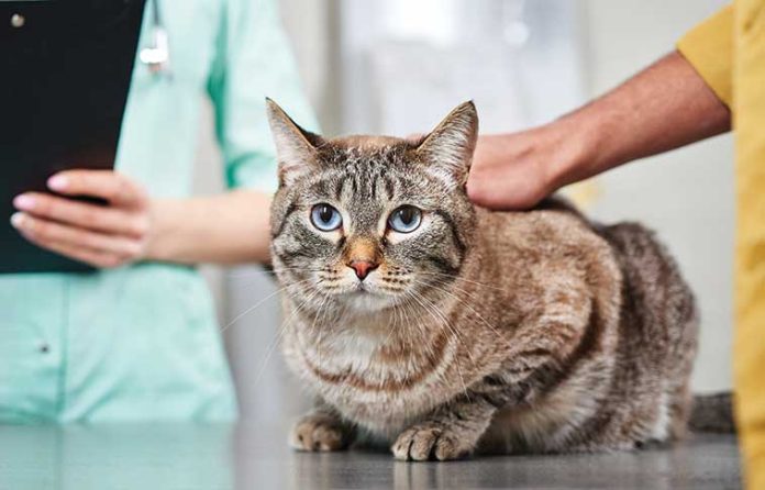 iStock-2219026354-cure-veterinarie-gatto-malato-fip