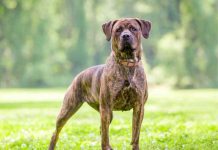 Il Cane Corso iStock-2242872461-scheda-cane-corso