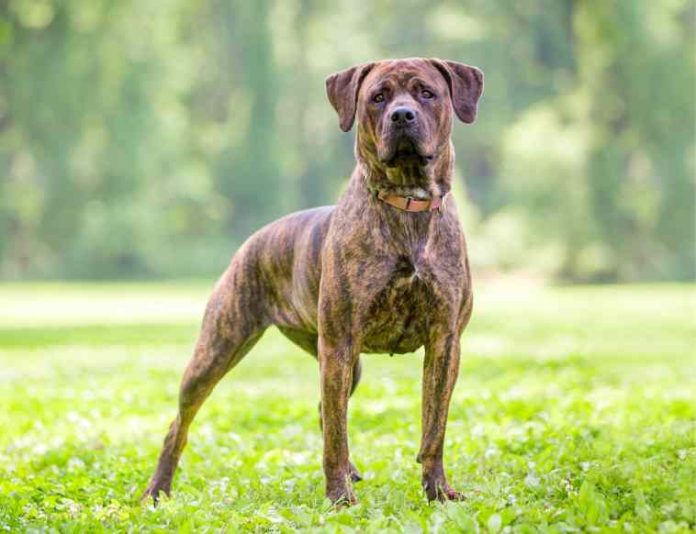 iStock-2242872461-scheda-cane-corso iStock-2242872461-scheda-cane-corso