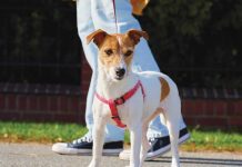 iStock-2244752981-cane-che-tira-al-guinzaglio-cosa-fare