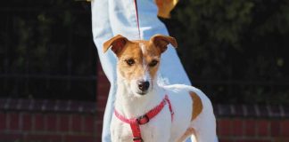 iStock-2244752981-cane-che-tira-al-guinzaglio-cosa-fare