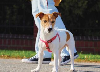 iStock-2244752981-cane-che-tira-al-guinzaglio-cosa-fare