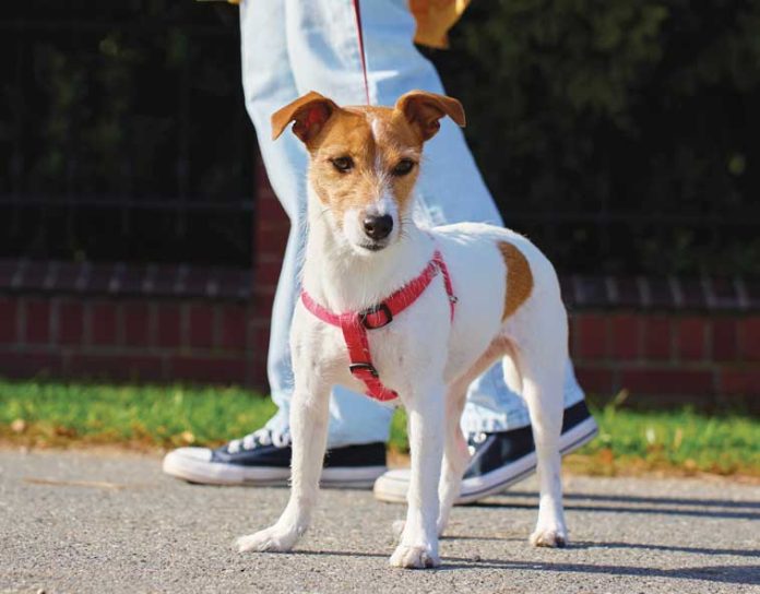 iStock-2244752981-cane-che-tira-al-guinzaglio-cosa-fare
