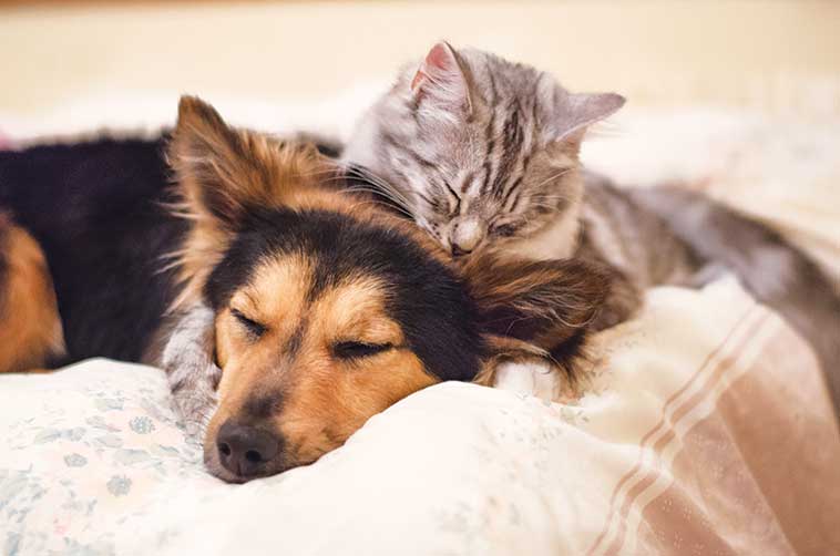 Cane e gatto che dormono insieme