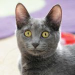 iStock-667442878-scheda-korat