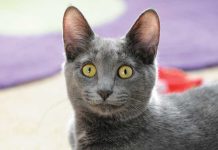 Il Korat iStock-667442878-scheda-korat