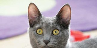 iStock-667442878-scheda-korat