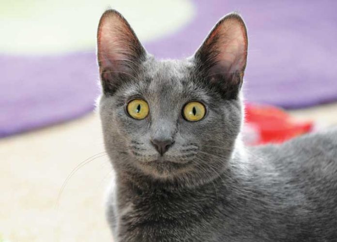 iStock-667442878-scheda-korat iStock-667442878-scheda-korat
