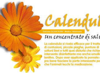 la-calendula