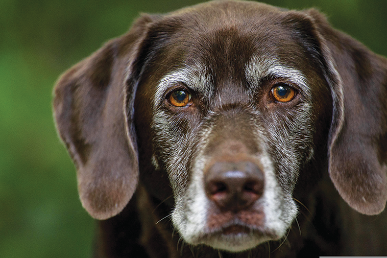 Come comportarsi con il cane anziano