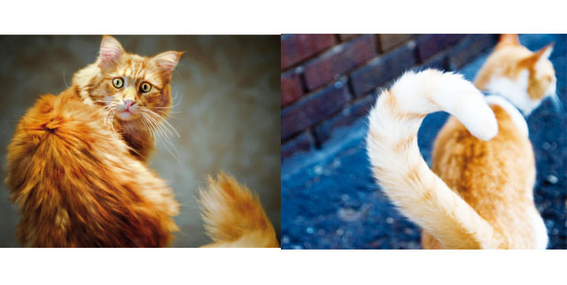 La coda è uno strumento molto importante per il linguaggio del gatto 
nell'immagine due code in primo piano