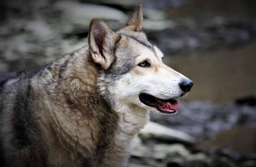 Quanto Costa Un Cane Lupo Cecoslovacco