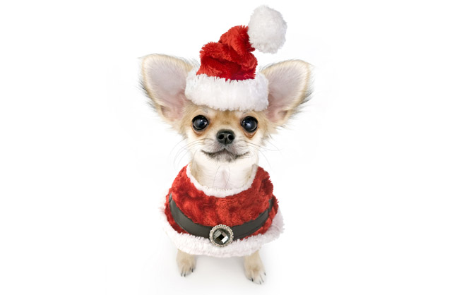 piccolo cane vestito da Babbo Natale