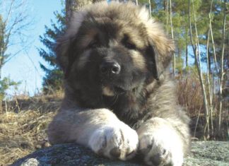 Cucciolo-di-cane-di-grossa-taglia