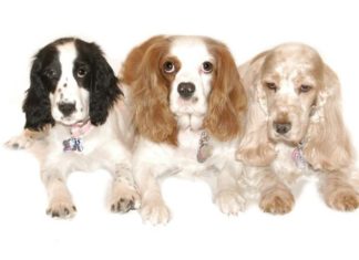 cane-migliore-amico-dell'uomo