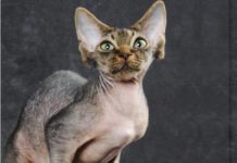 Il gatto Devon Rex Il-devon-rex