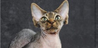 Il gatto Devon Rex Il-devon-rex