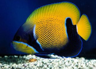 La batteriosi nei pesci d’acquario