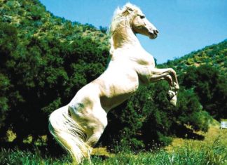 Il cavallo dal carattere difficile