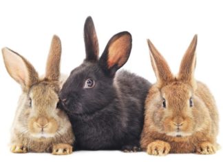 I rischi dell’obesità nel coniglio