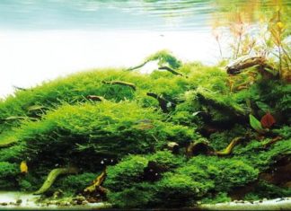 Accessori per acquario d’acqua dolce