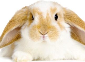 Quando e perché portare il coniglio dal veterinario