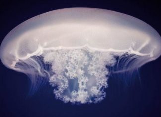 Allevamento e gestione delle meduse nell’acquario domestico