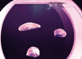Allevamento e gestione delle meduse
