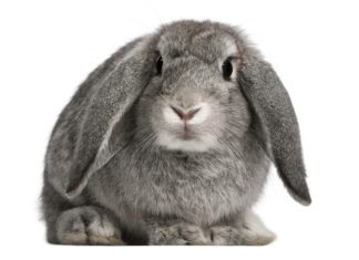 La visita veterinaria del coniglio