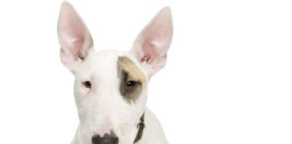 Bull Terrier