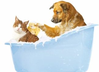 Igiene e bellezza dei cani e dei gatti