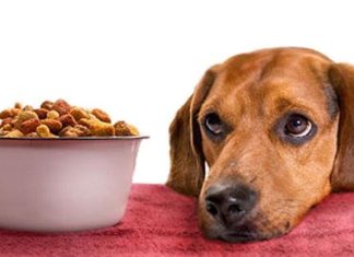 L’alimentazione del cane di piccola taglia