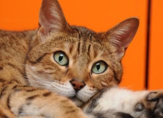 Tappo Uretrale nel Gatto