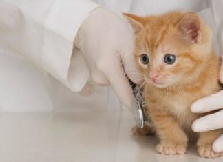 Portare il gatto dal Veterinario