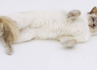 Calcoli urinari nel gatto