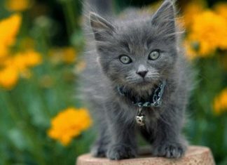 Adottare un gatto trovatello