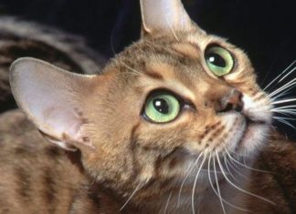 Gatto: Ostruzione Uretra