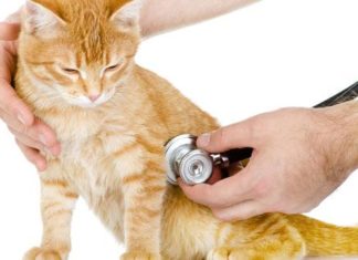 Problemi di stitichezza nel gatto