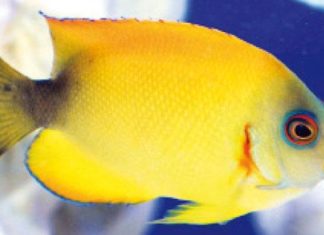 I batteri in acquario