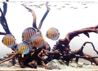 La vasca di quarantena per i Discus