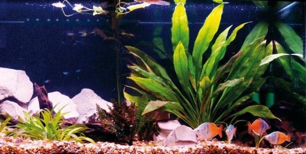 Come nutrire i pesci e le piante d’acquario | Pet Family